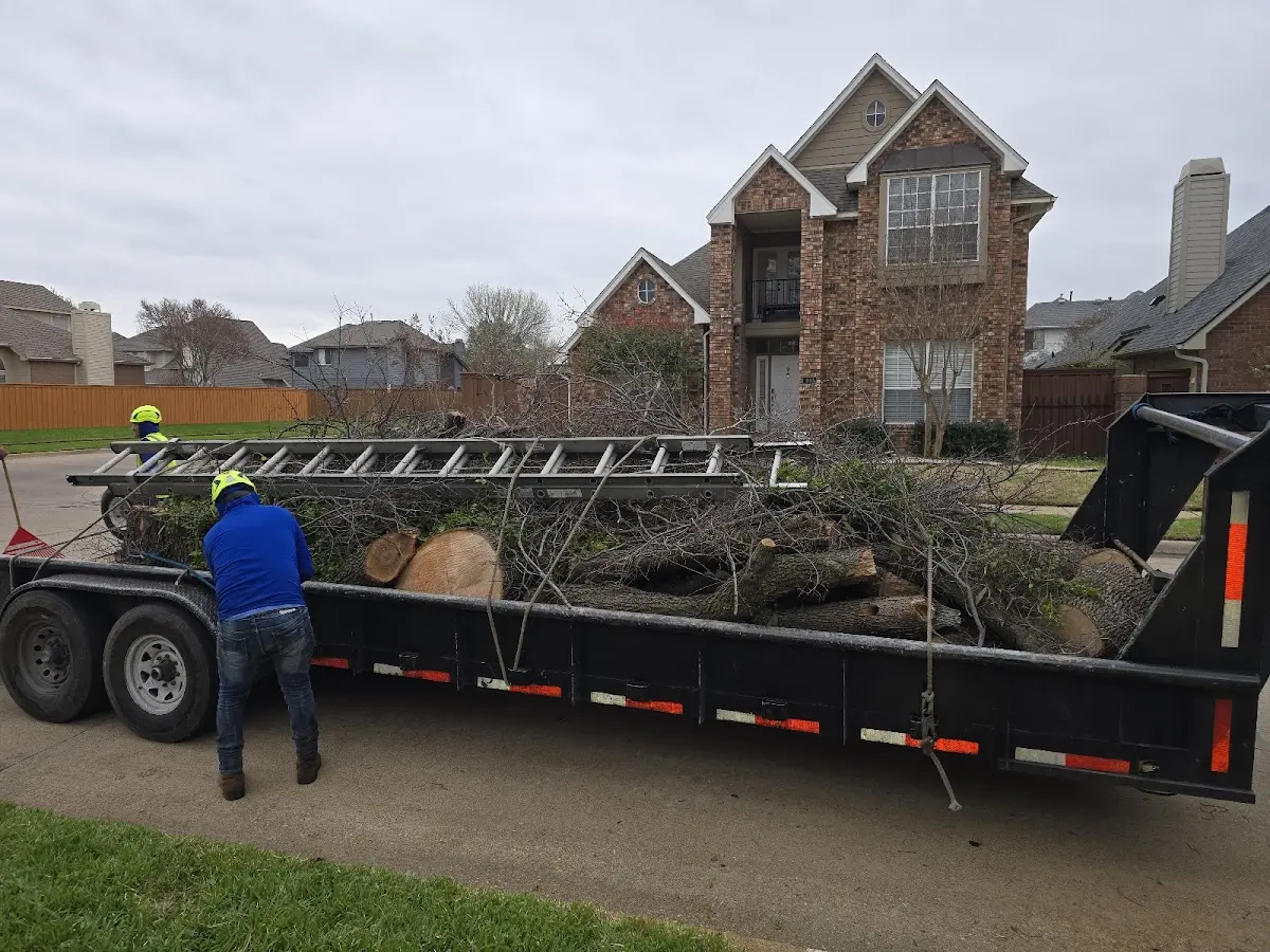 Expert Deadwooding with proper safety equipment in Decatur
